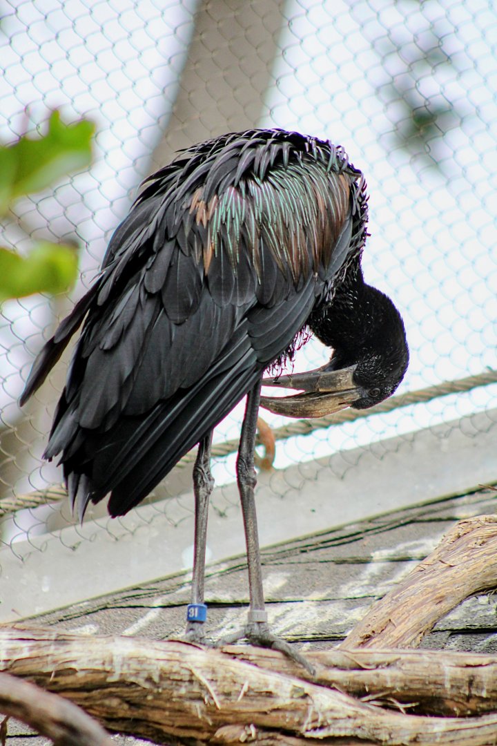 African Openbill (05/25/2022)