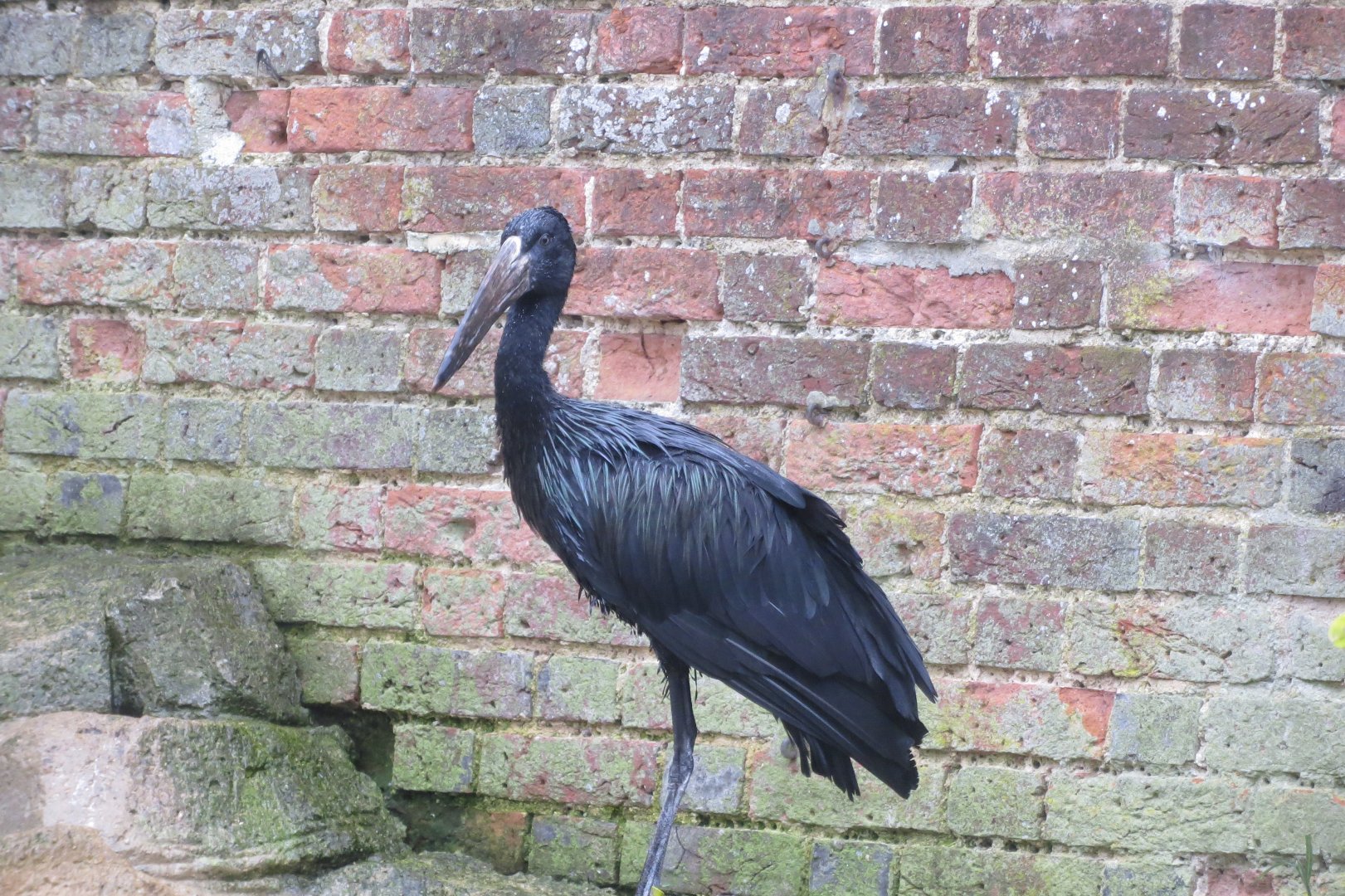 African openbill 071019