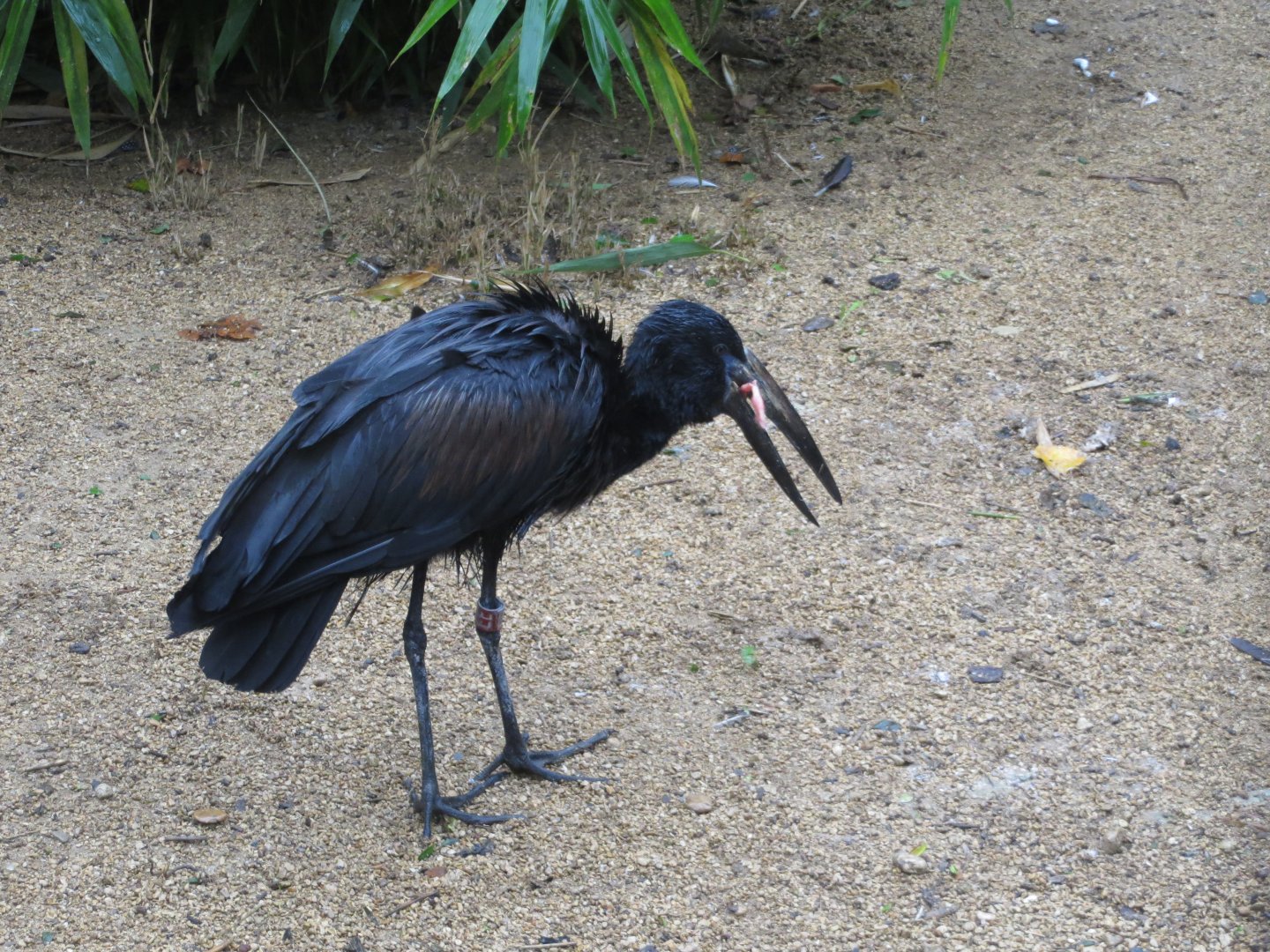 African openbill 071019