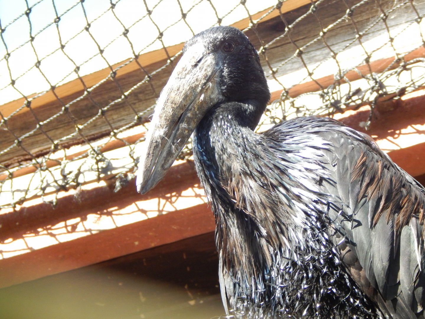 African openbill 150524