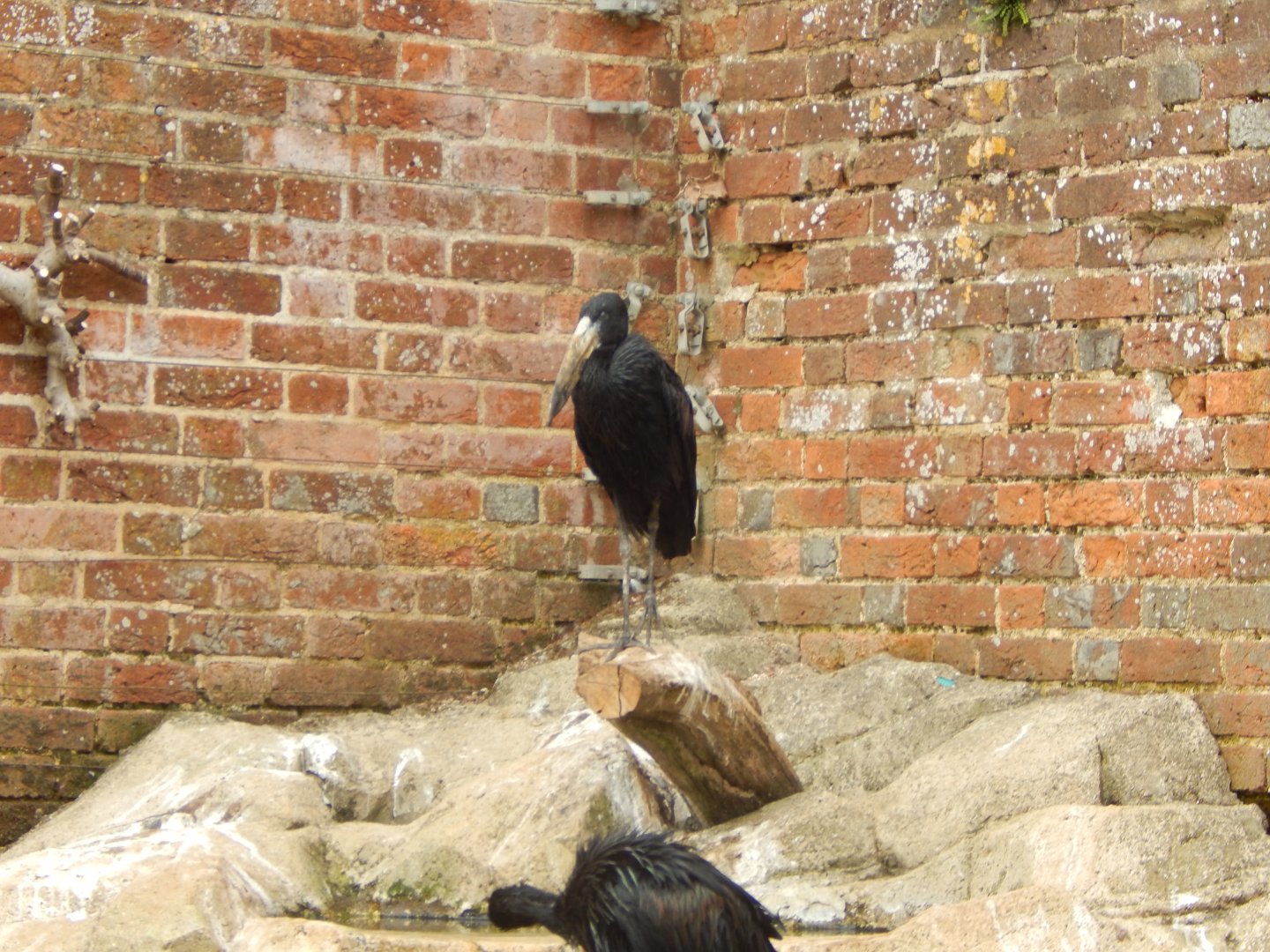 African openbill 210421