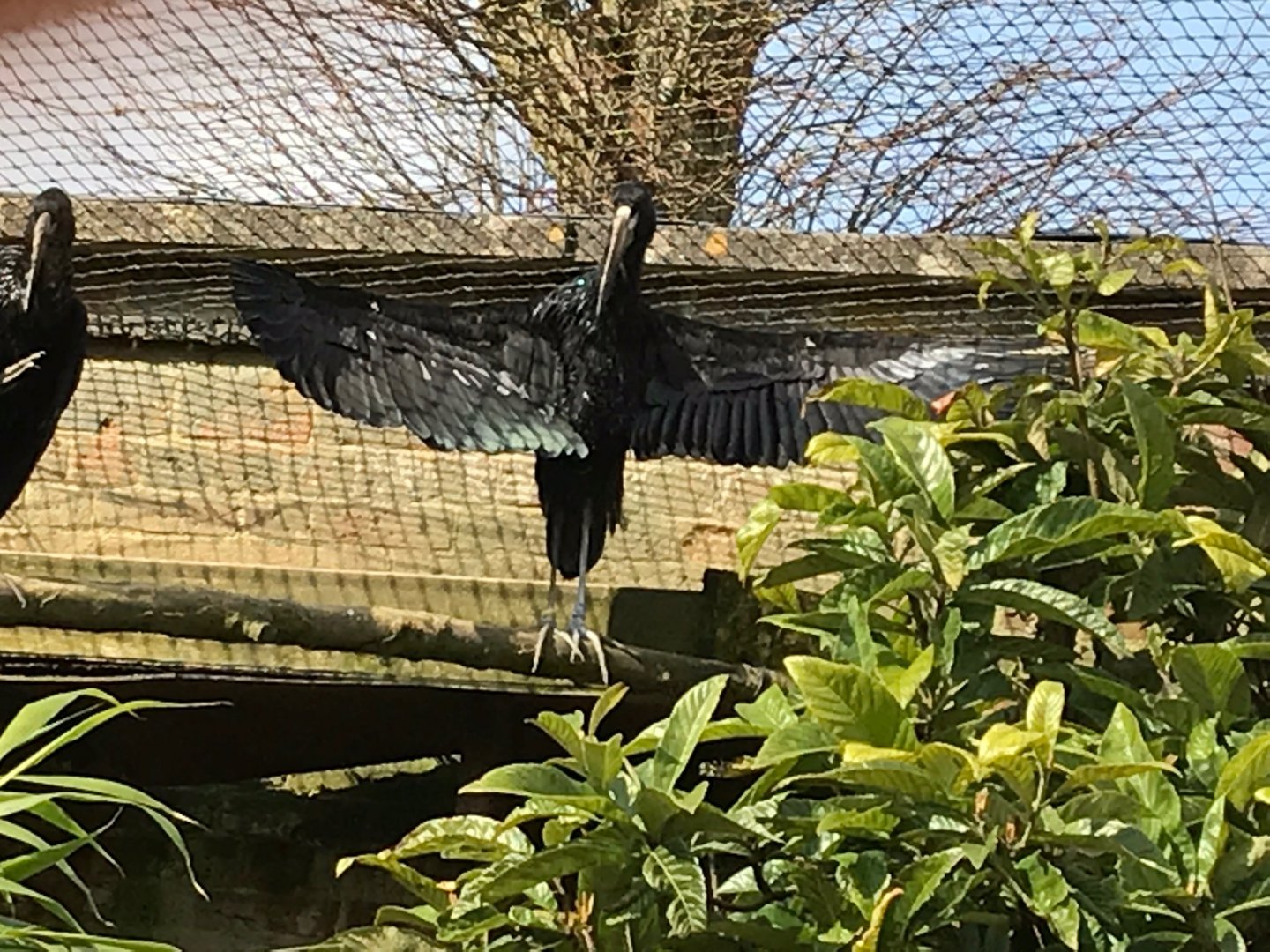 African openbill 250318