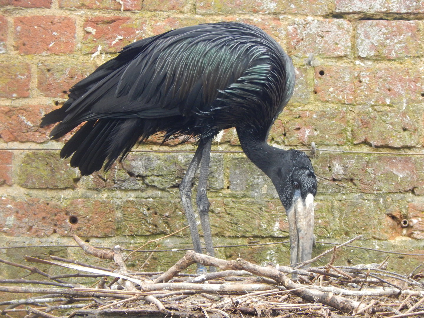 African openbill 280423