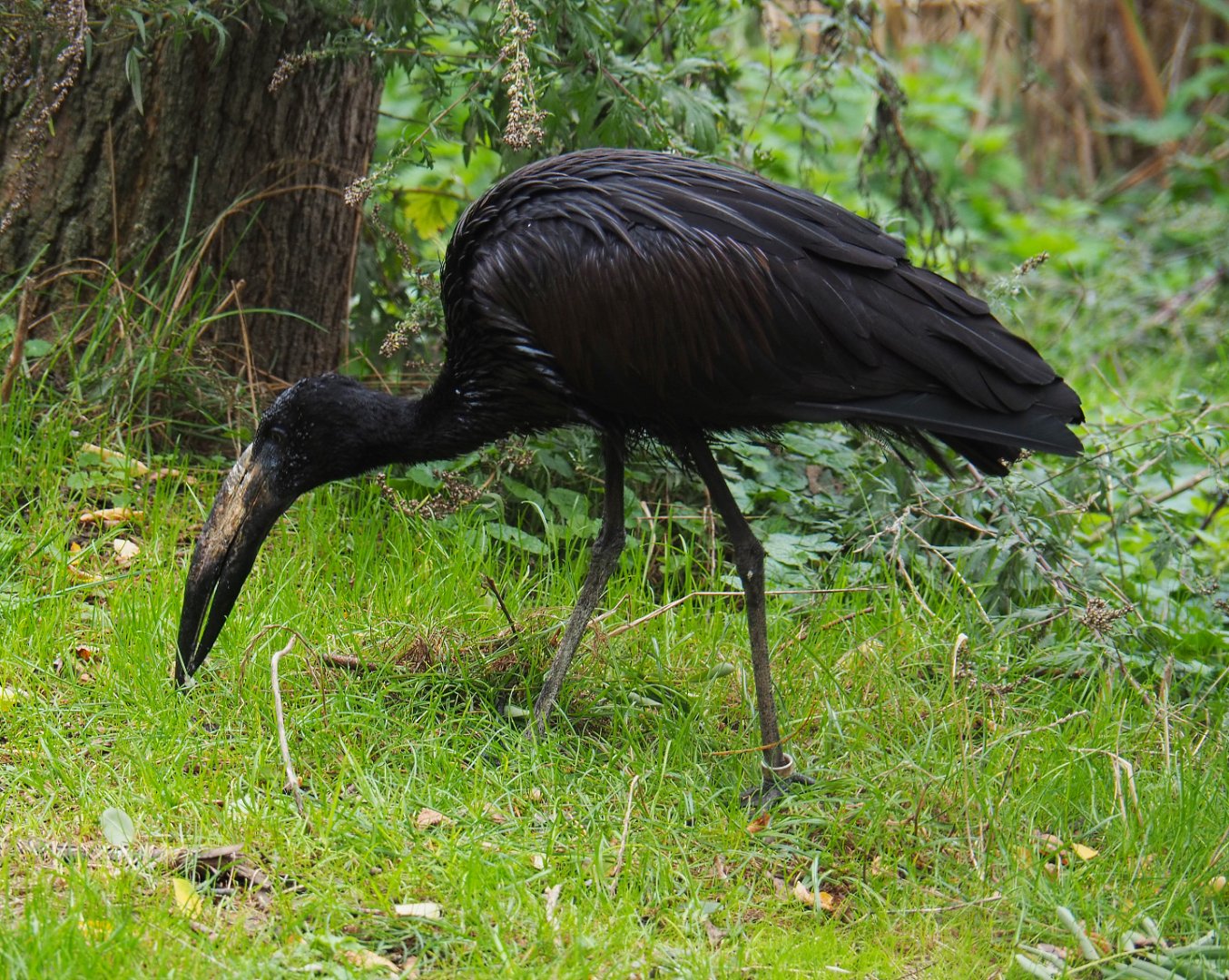 African openbill (Anastomus lamelligerus), 2019-10-04