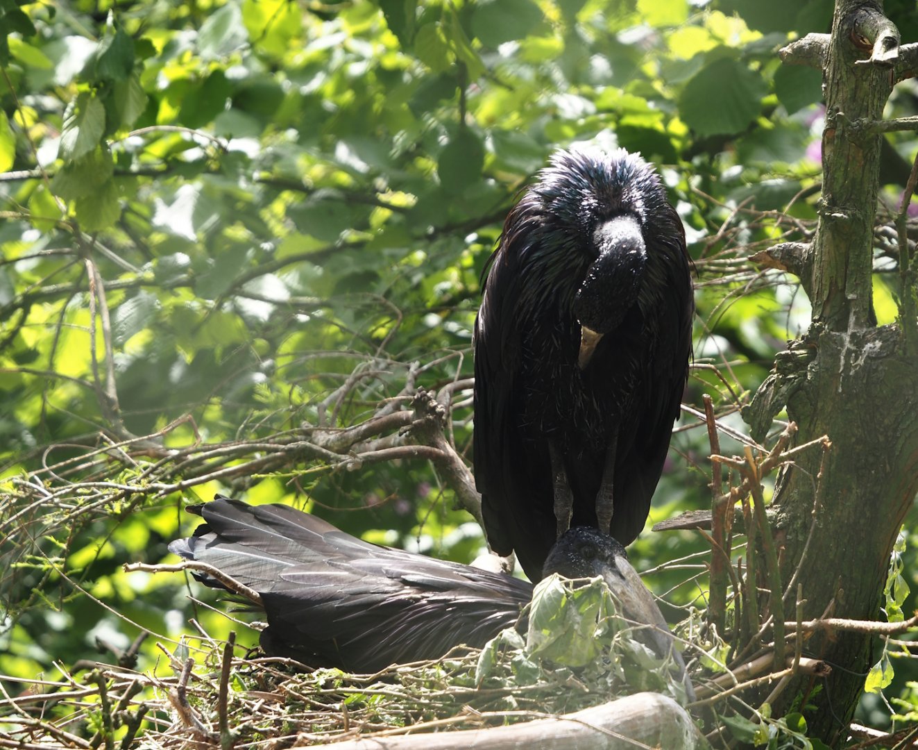 African openbill (Anastomus lamelligerus), 2024-05-21