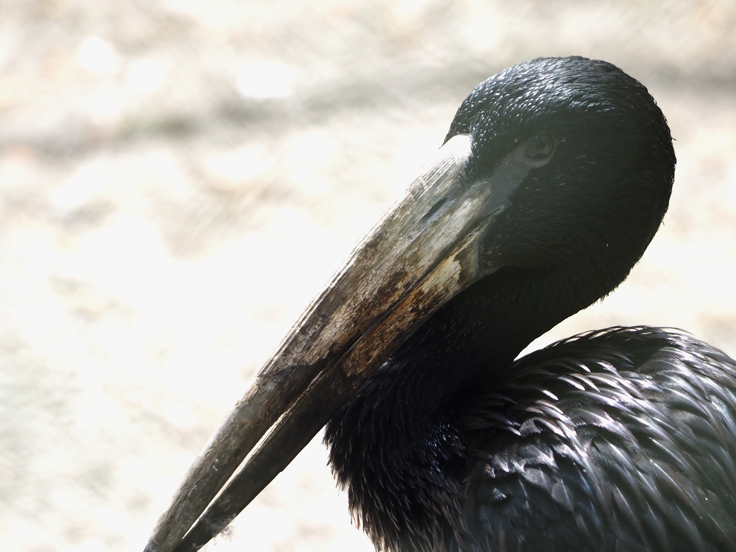 African openbill (Anastomus lamelligerus), 2024-05-21