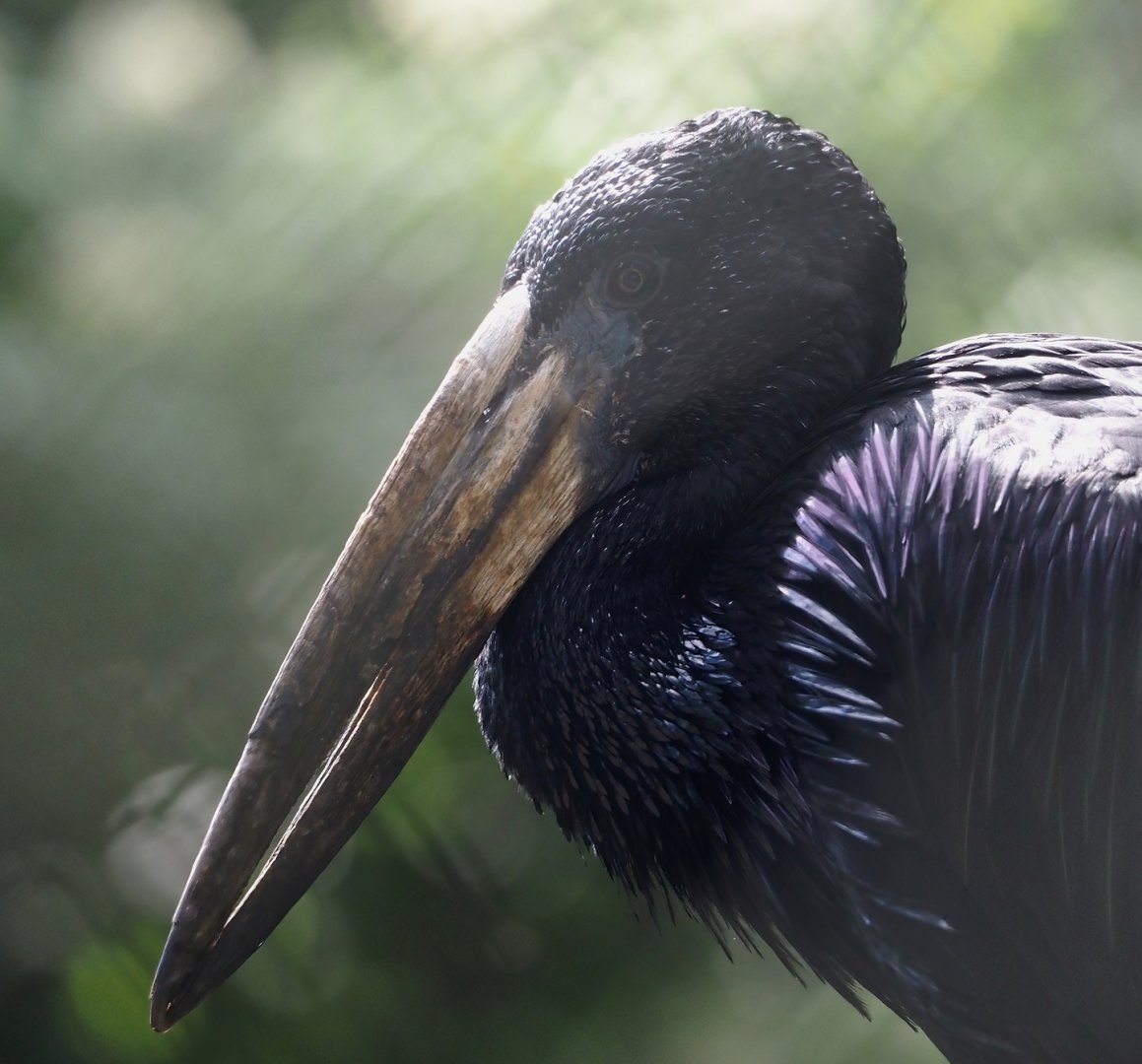 African openbill (Anastomus lamelligerus), 2024-05-23
