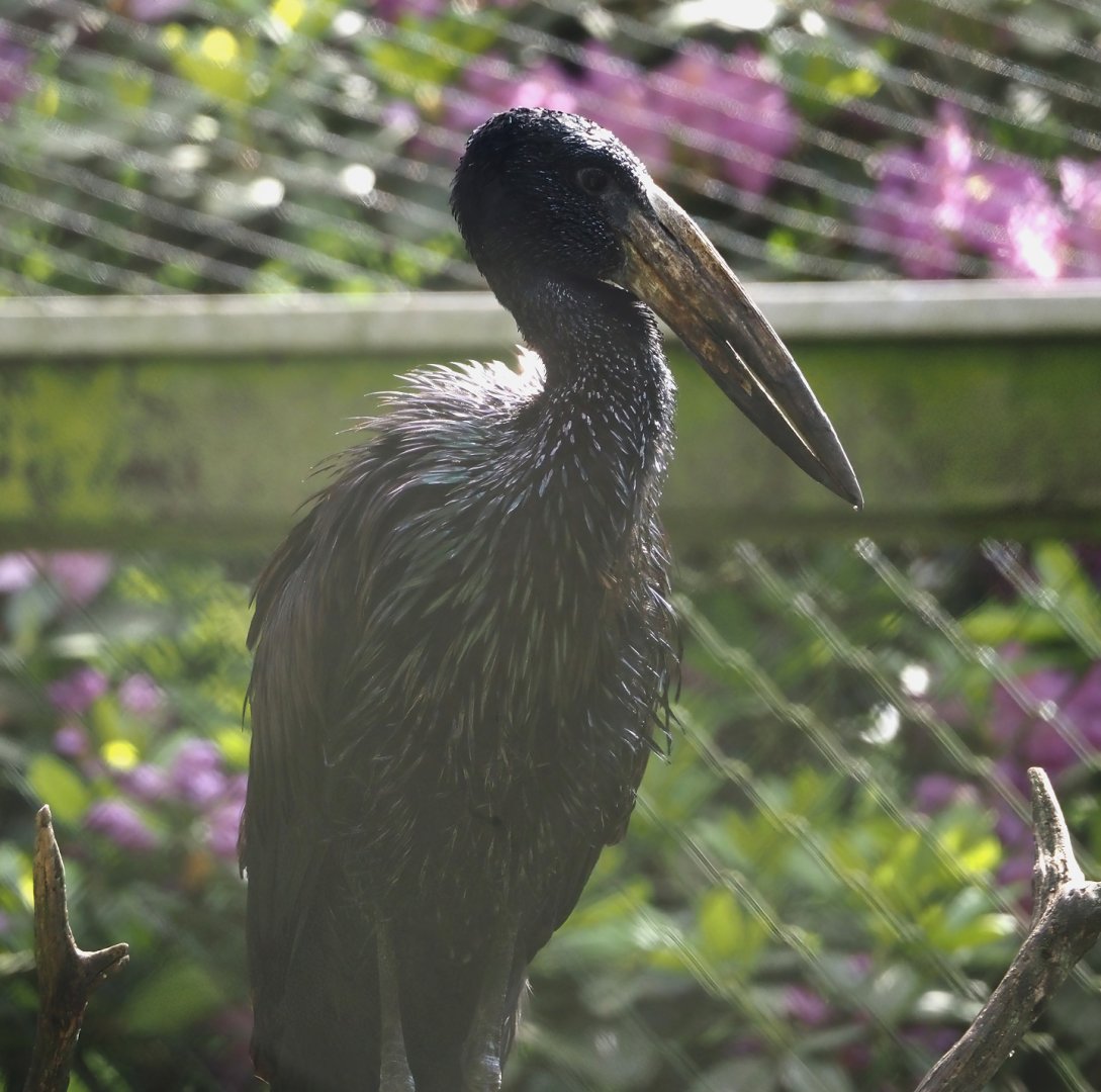 African openbill (Anastomus lamelligerus), 2024-05-23