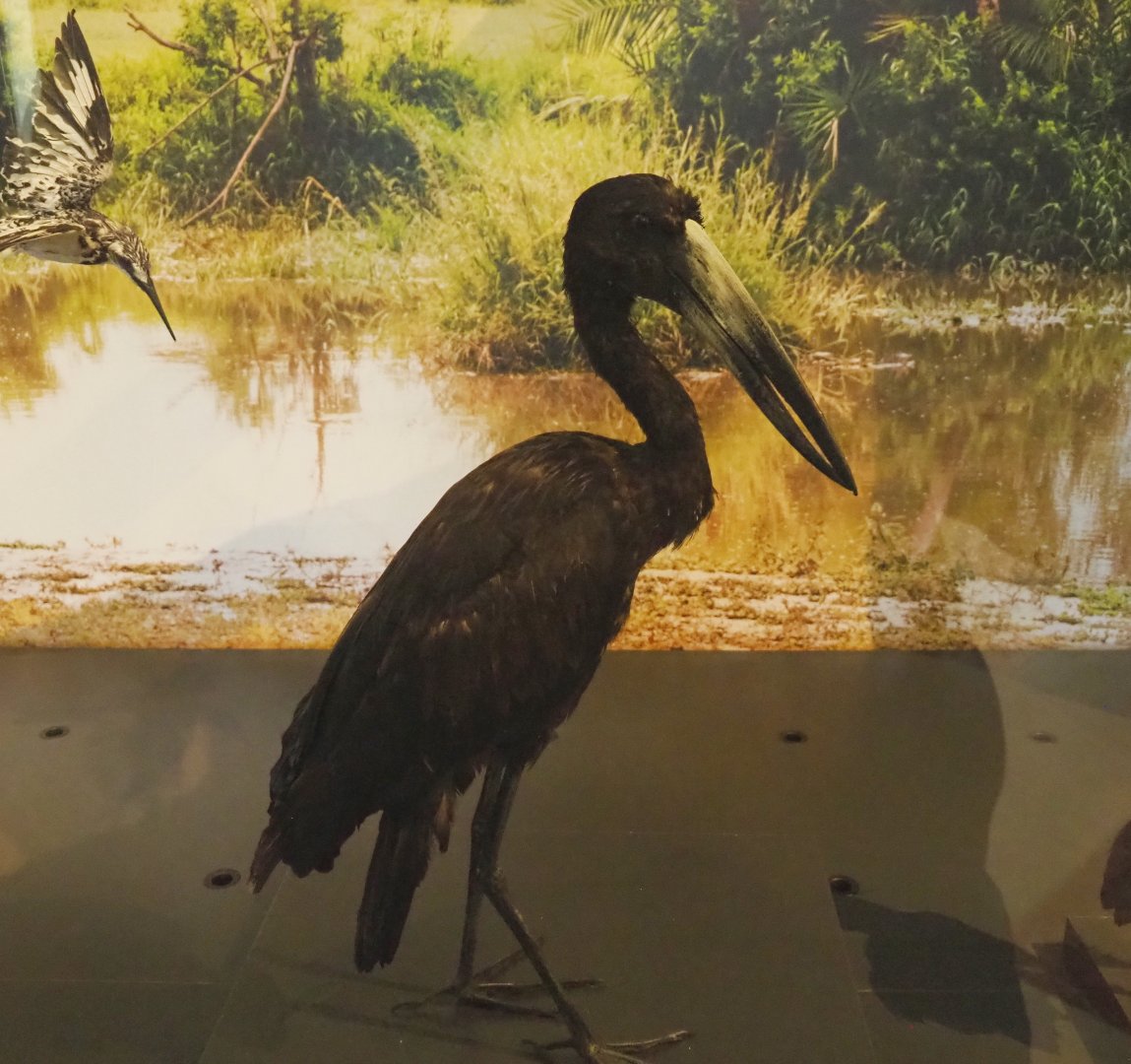 African openbill (Anastomus lamelligerus)  specimen, 2021-10-20