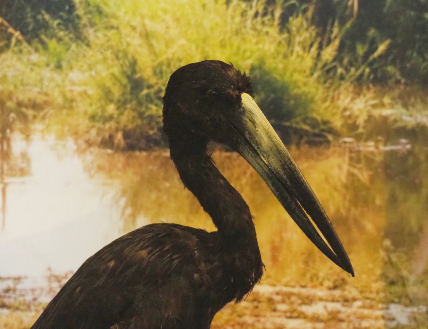African openbill (Anastomus lamelligerus)  specimen, 2021-10-20