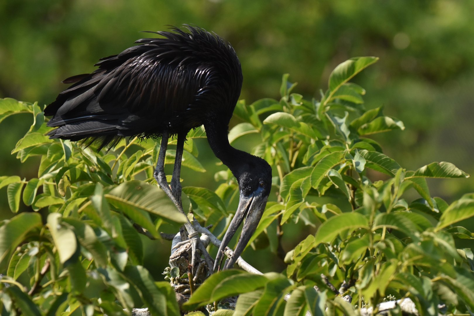 African openbill (Anastomus lamelligerus)