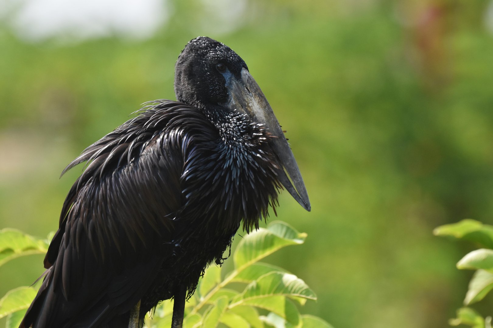 African openbill (Anastomus lamelligerus)