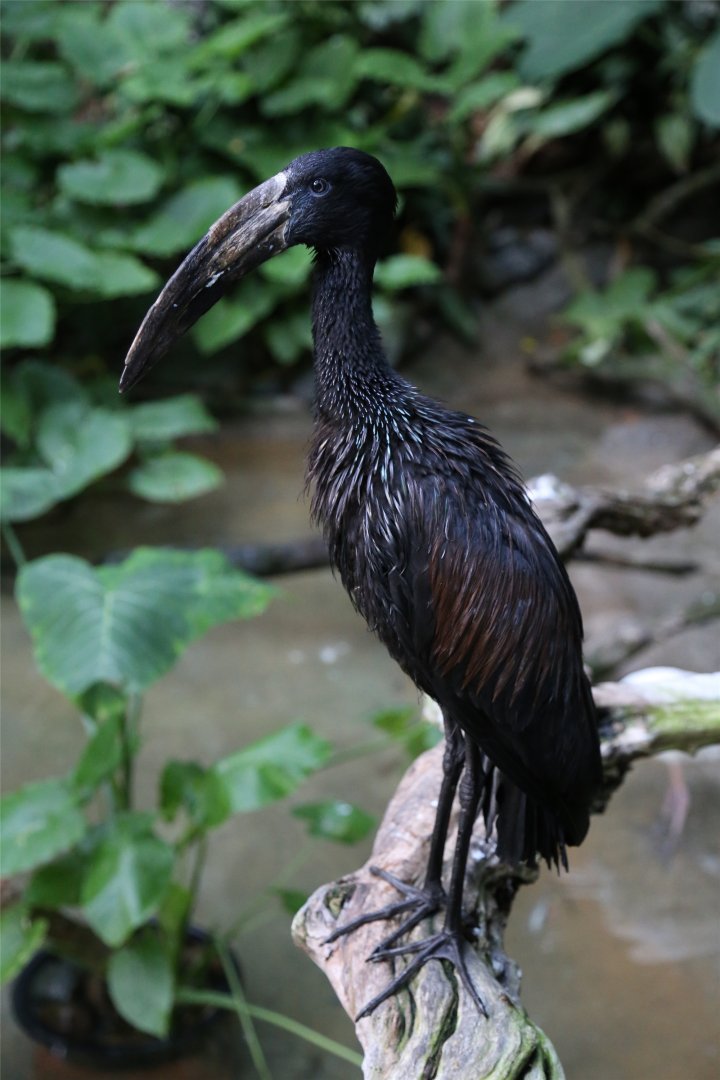 African Openbill (Anastomus lamelligerus)