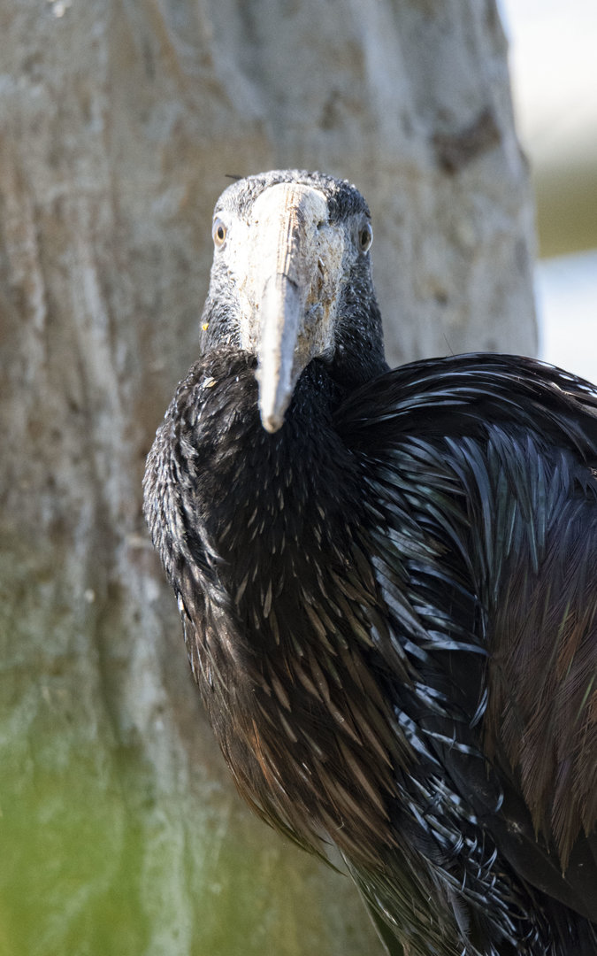 African openbill (Anastomus lamelligerus)