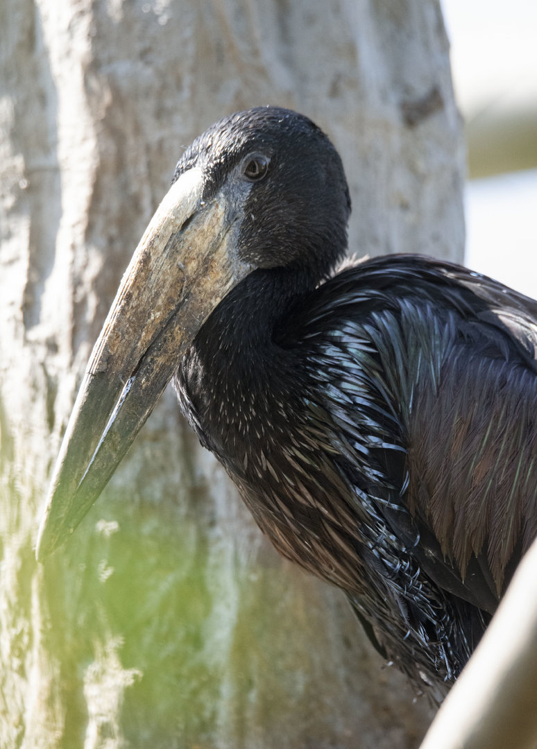 African openbill (Anastomus lamelligerus)