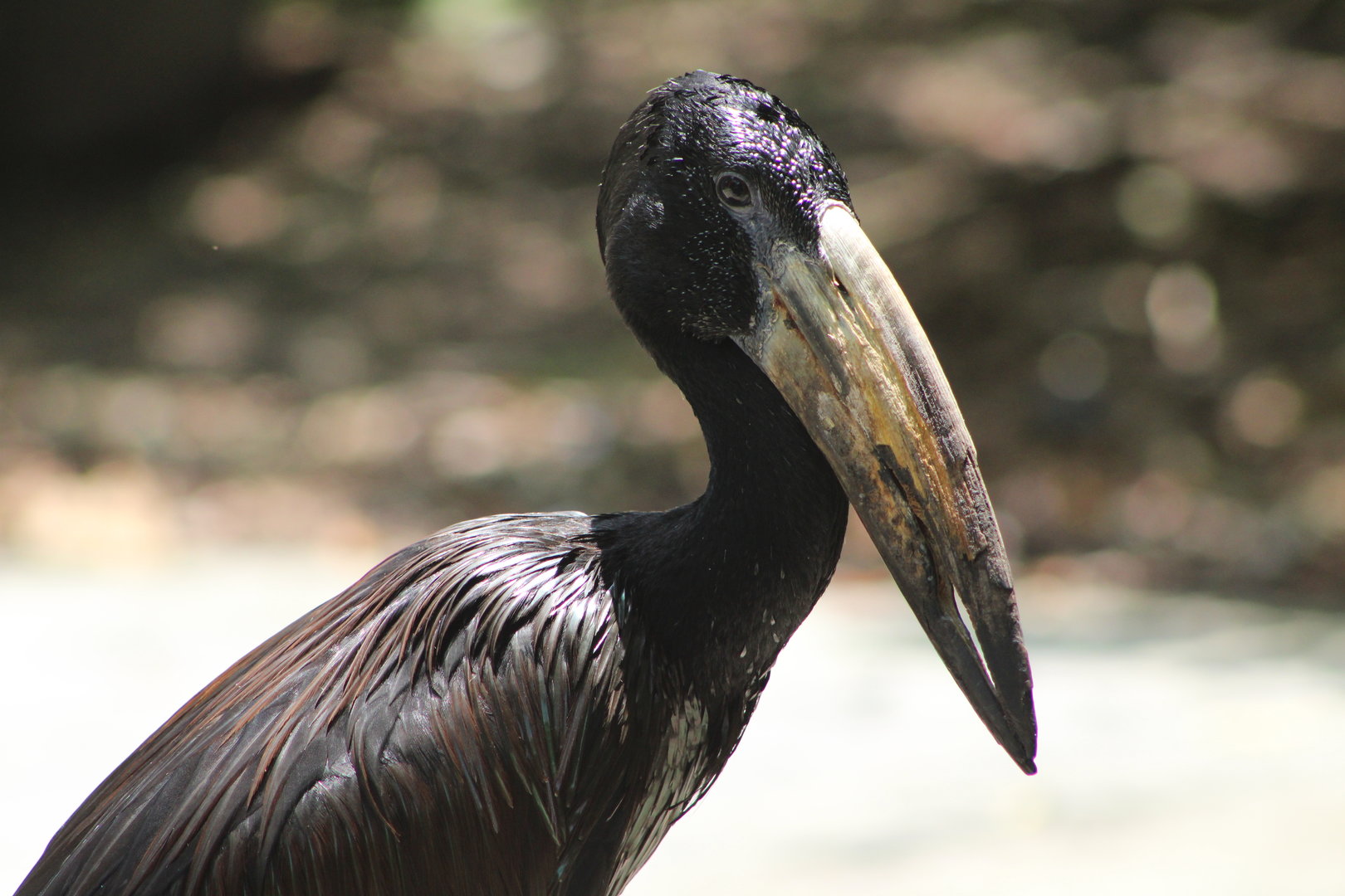 African Openbill (Anastomus lamelligerus)