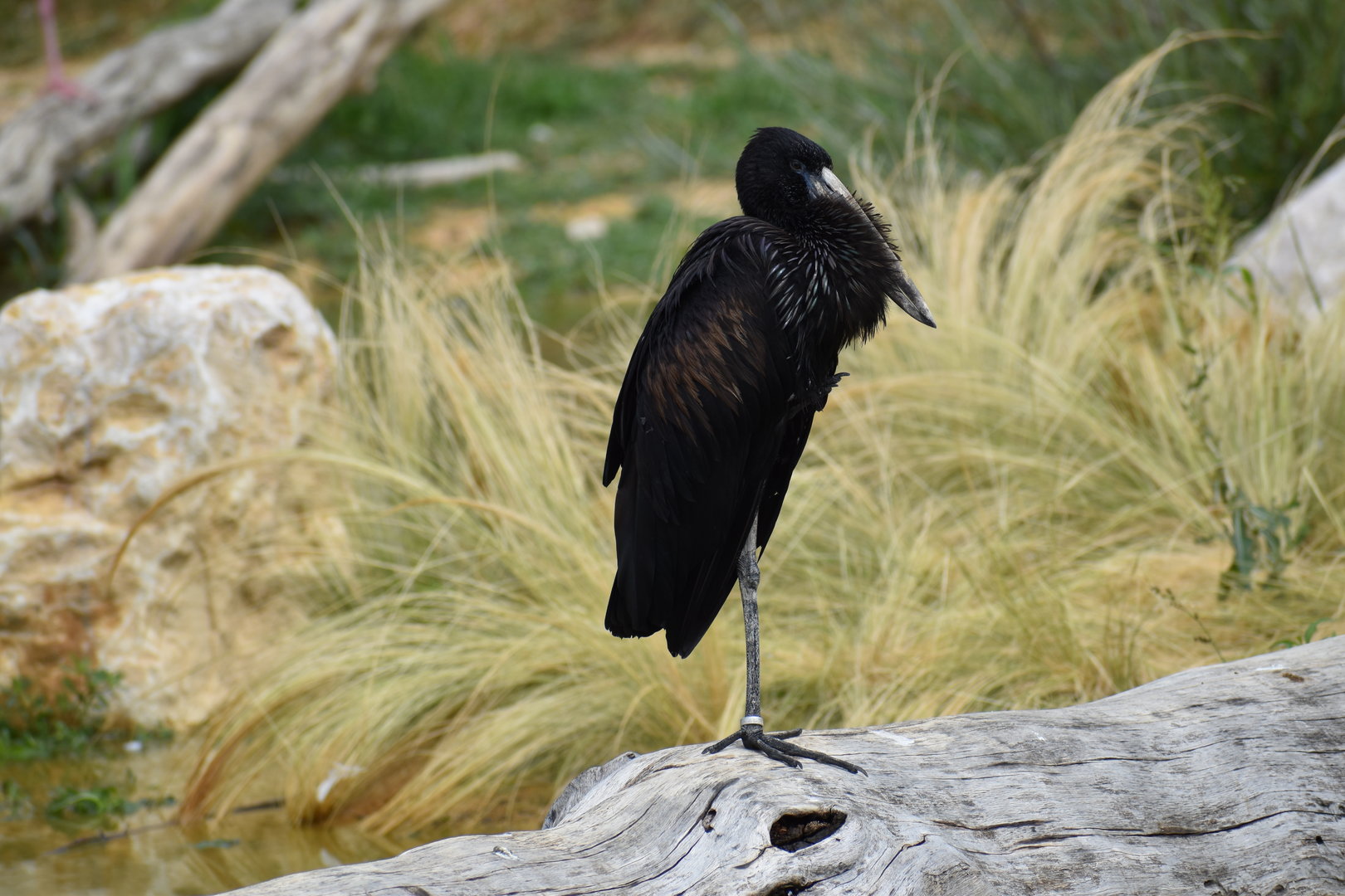 African Openbill - Anastomus lamelligerus
