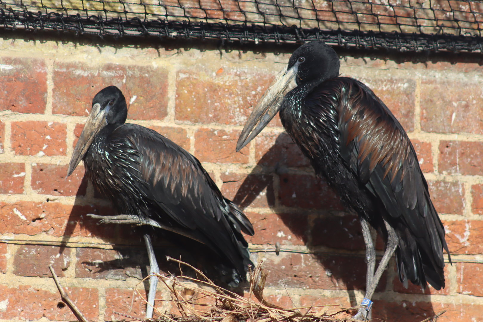 African Openbill (Anastomus lamelligerus)