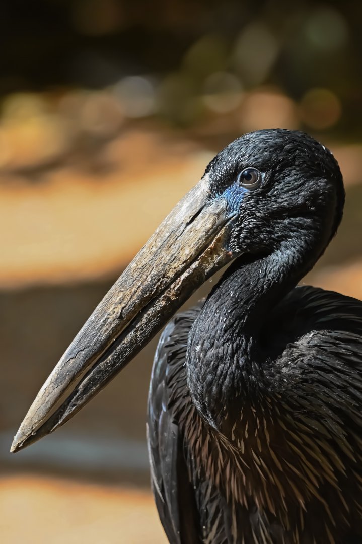 African openbill (Anastomus lamelligerus)