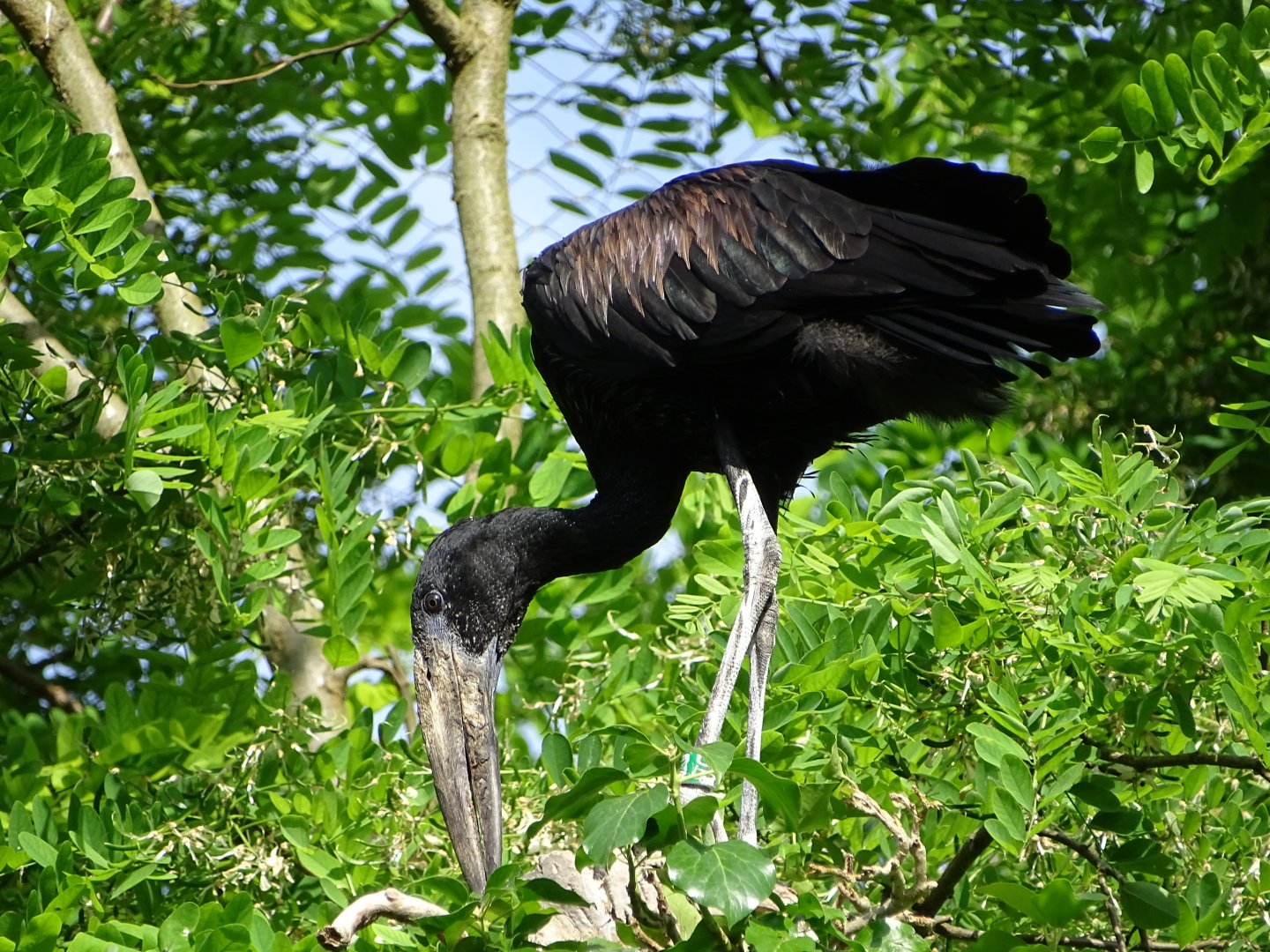 African openbill (Anastomus lamelligerus)