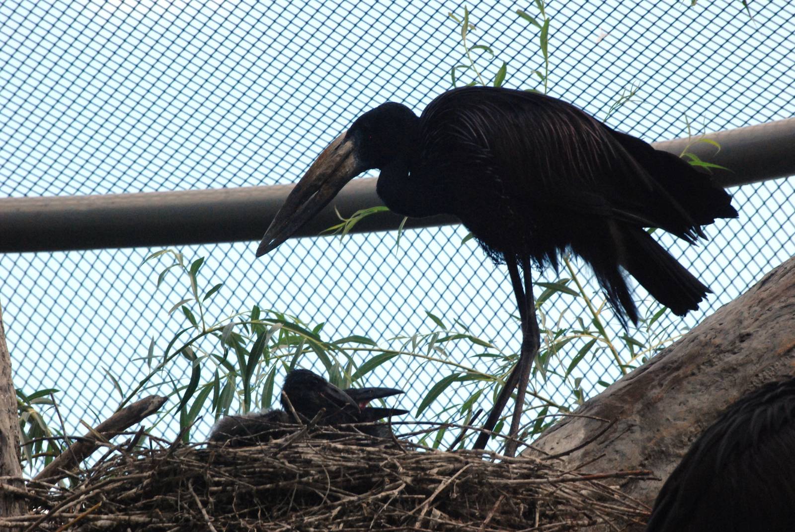 African Openbill and Chicks at Prague, 25/08/12