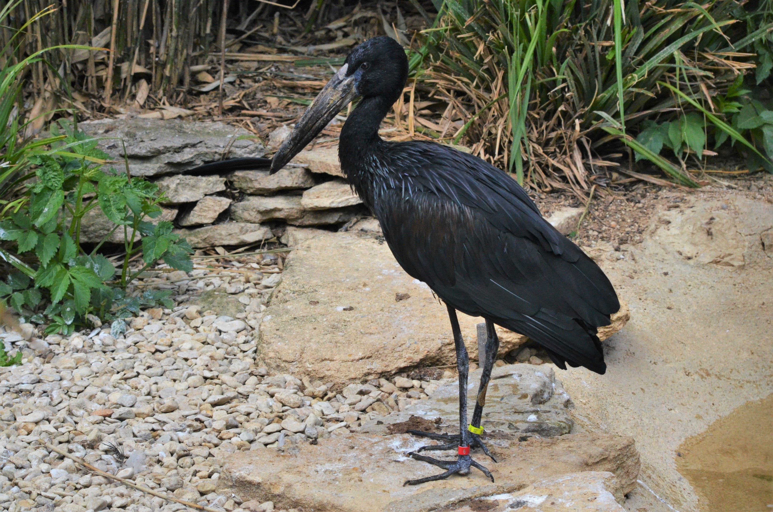 African Openbill at Cotswold WP, 22/04/17