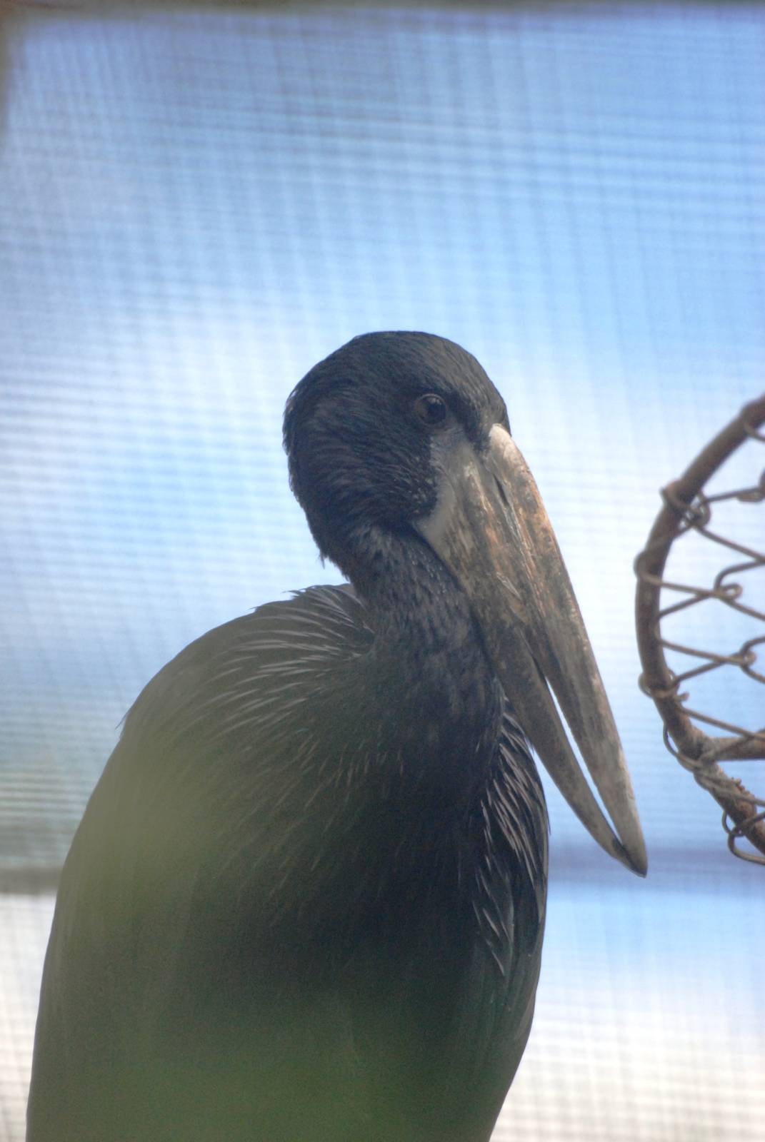 African Openbill at Dvur Kralove, 27/08/12