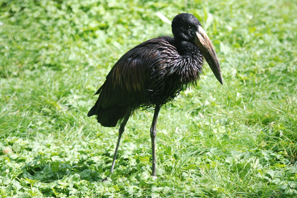 African Openbill at Pairi Daiza, 31/08/14