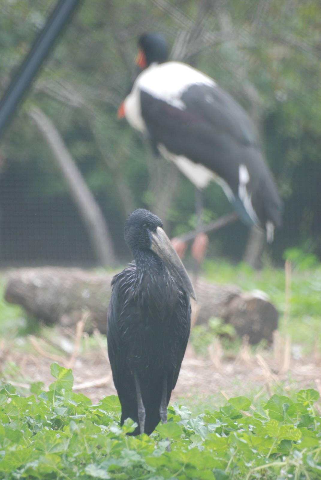 African Openbill at Tierpark Berlin, 30/08/11