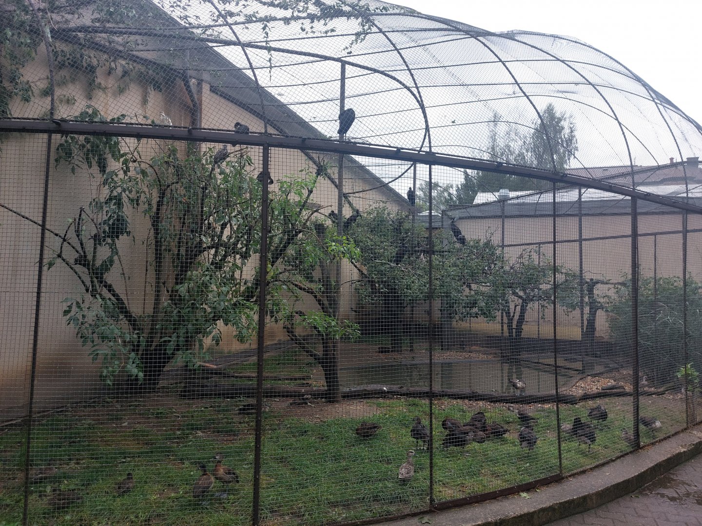 African openbill aviary