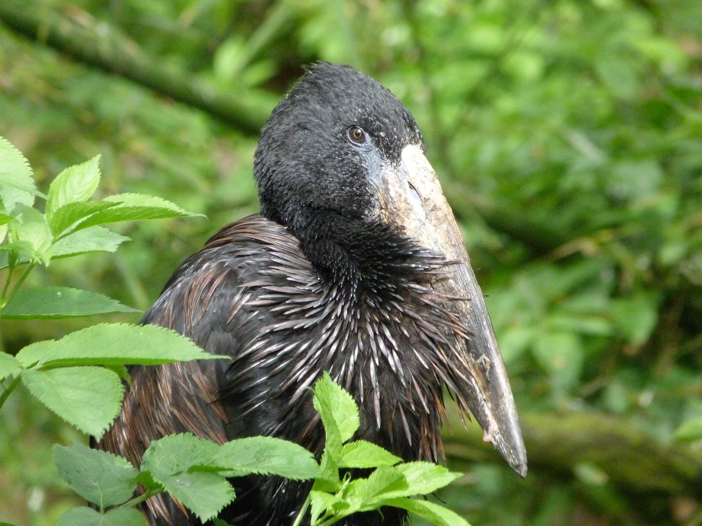 African openbill -Bioparc de Doué la Fontaine (2025)