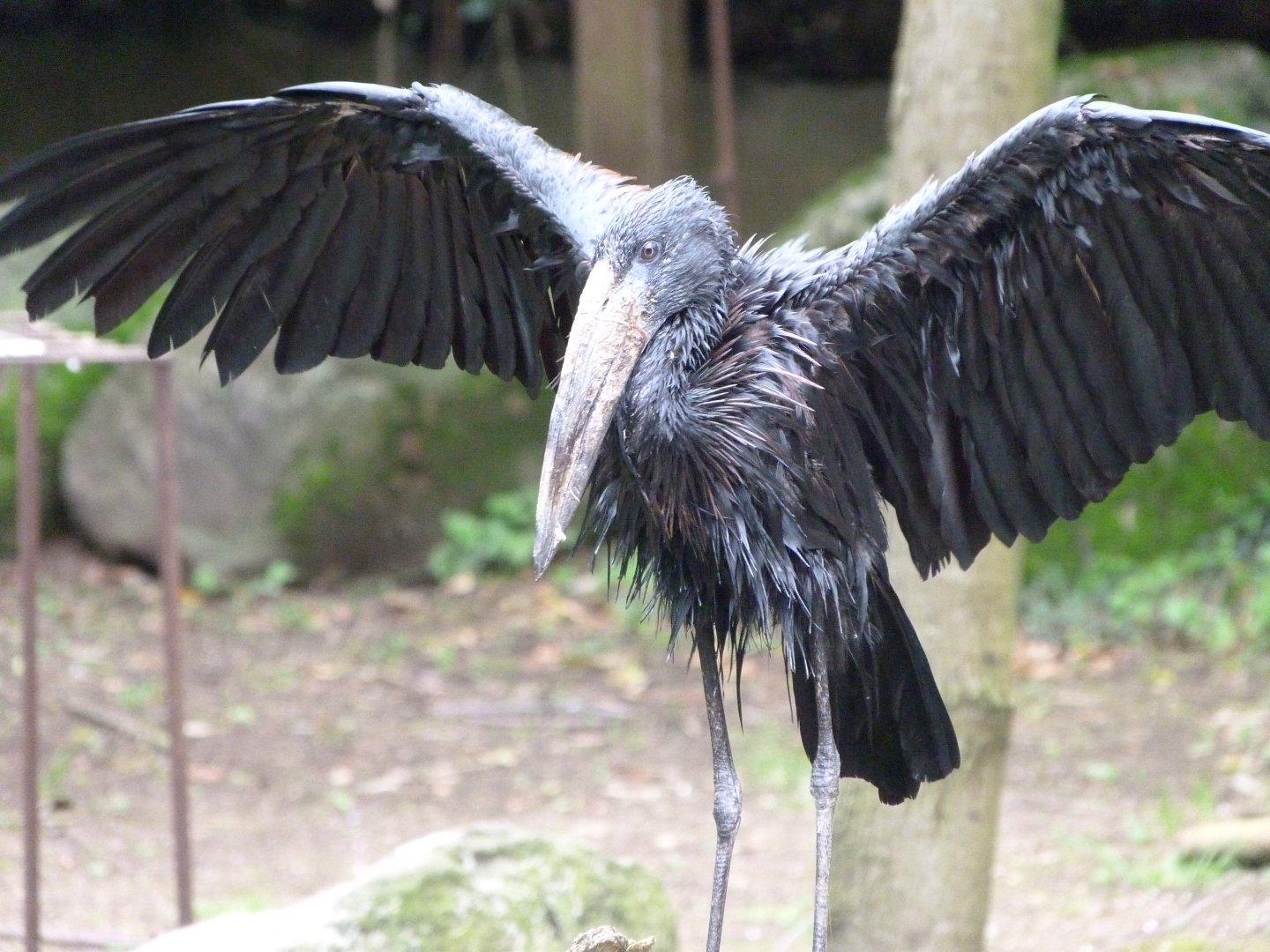 African openbill -Bioparc de Doué la Fontaine (2025)