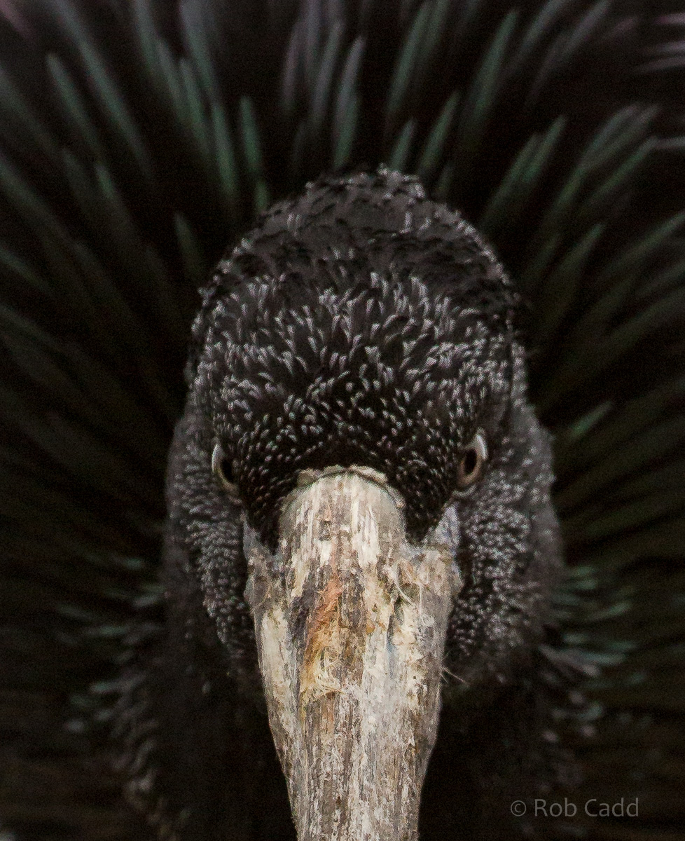 African openbill : Cotswold WP : 08 Apr 2016