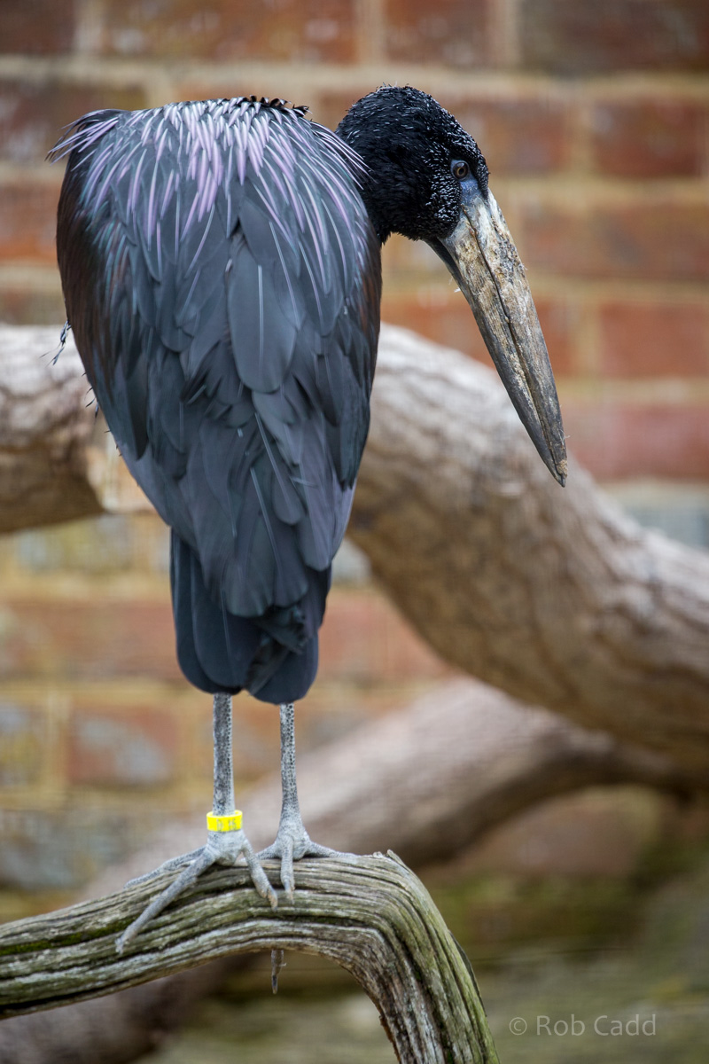 African openbill : Cotswold WP : 08 Apr 2016