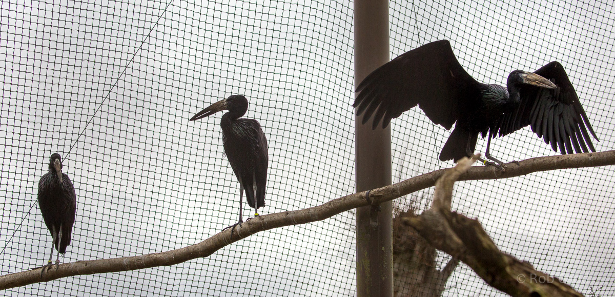 African openbill : Cotswold WP : 08 Apr 2016