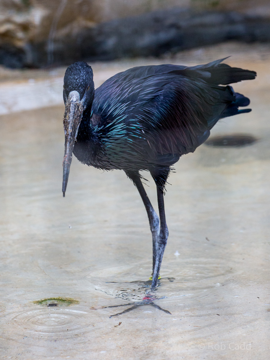 African openbill : Cotswold WP : 19 Apr 2015