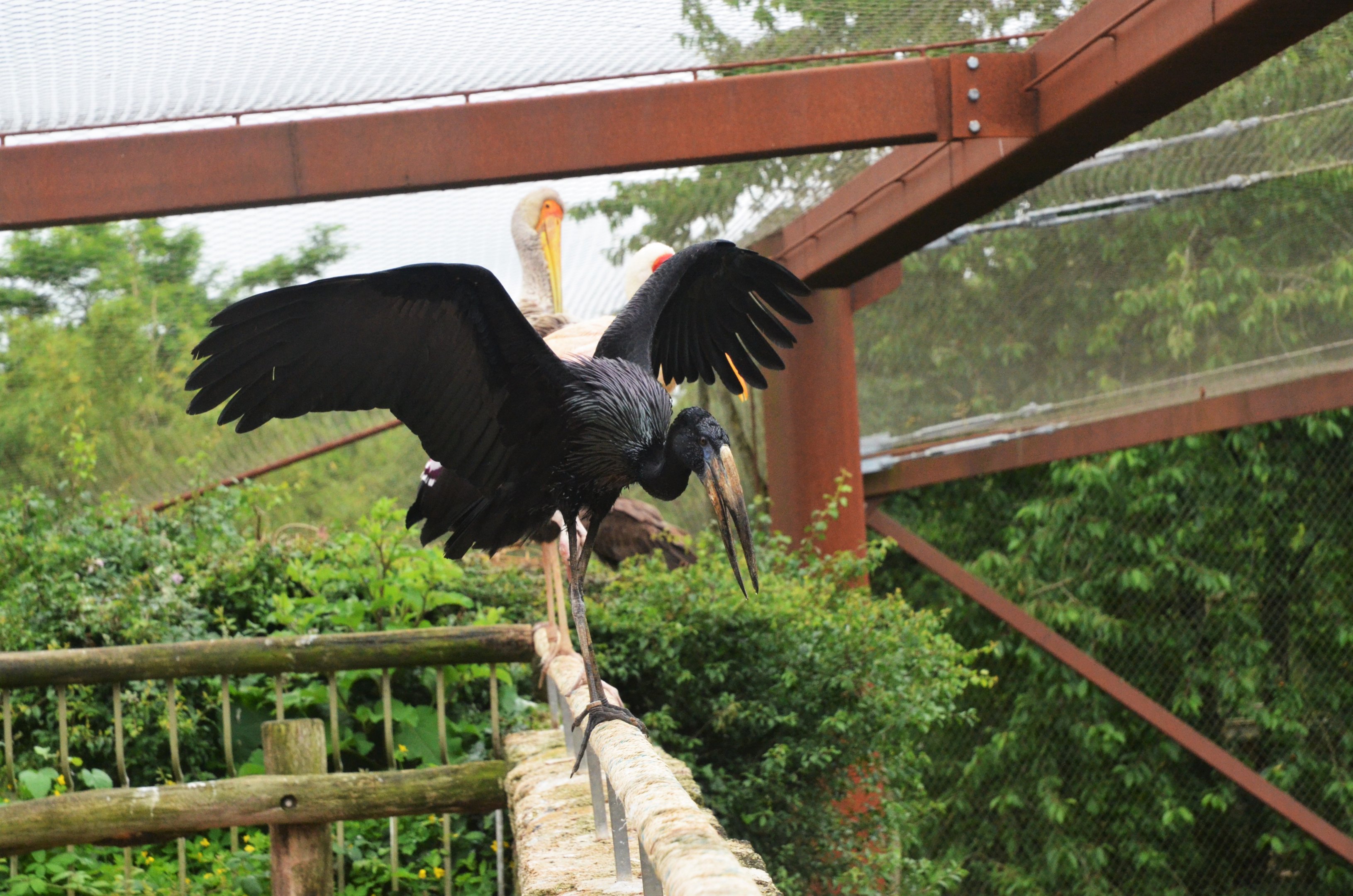 African Openbill in Okapi Sanctuary Aviary at Doué-la-Fontaine, 15/06/18