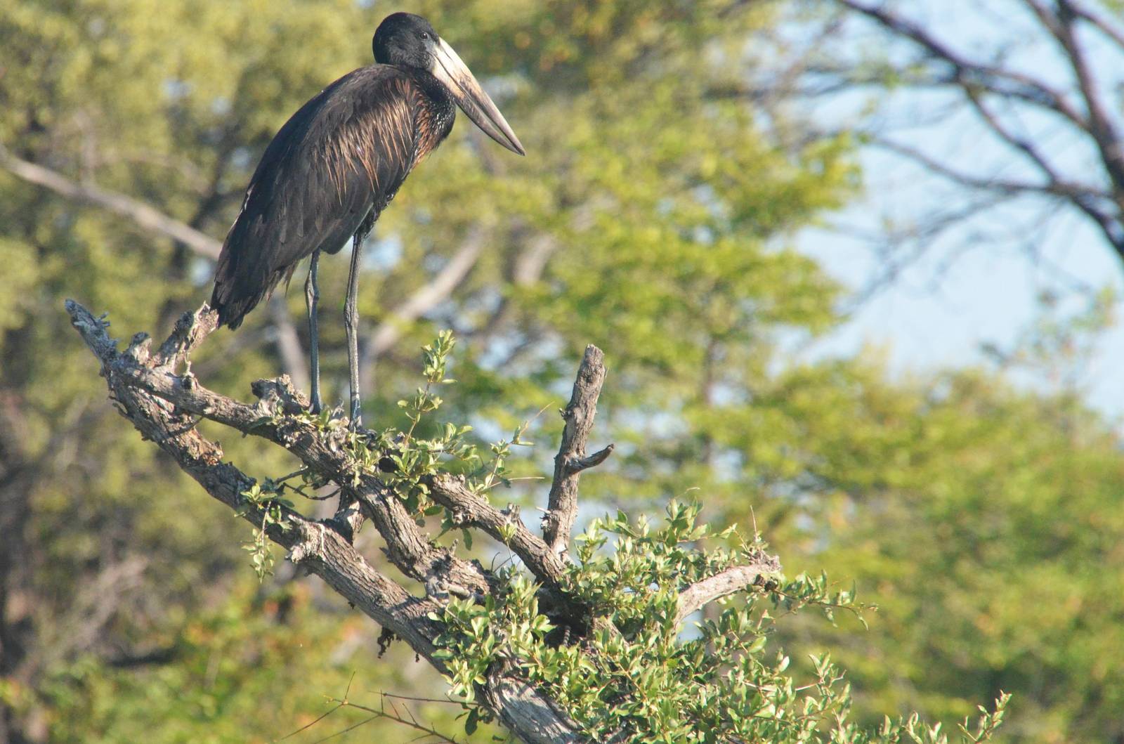 African Openbill, Khwai Community Area, Botswana, 25/04/16