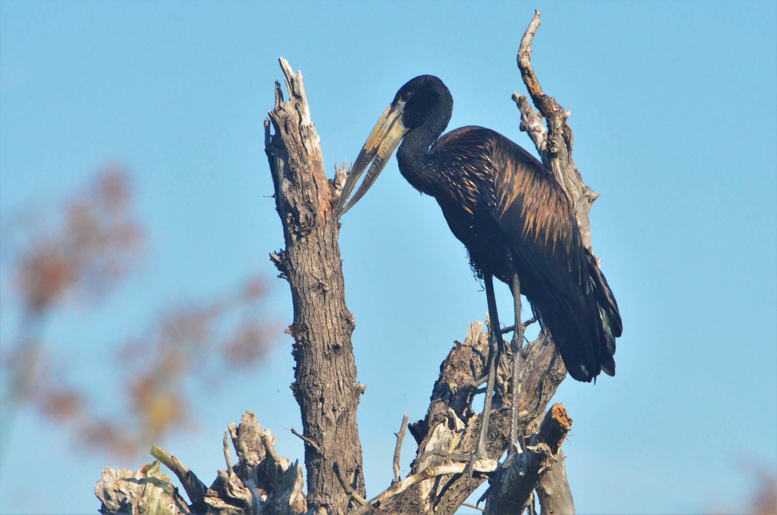 African Openbill, Khwai Community Area, Botswana, 25/04/16