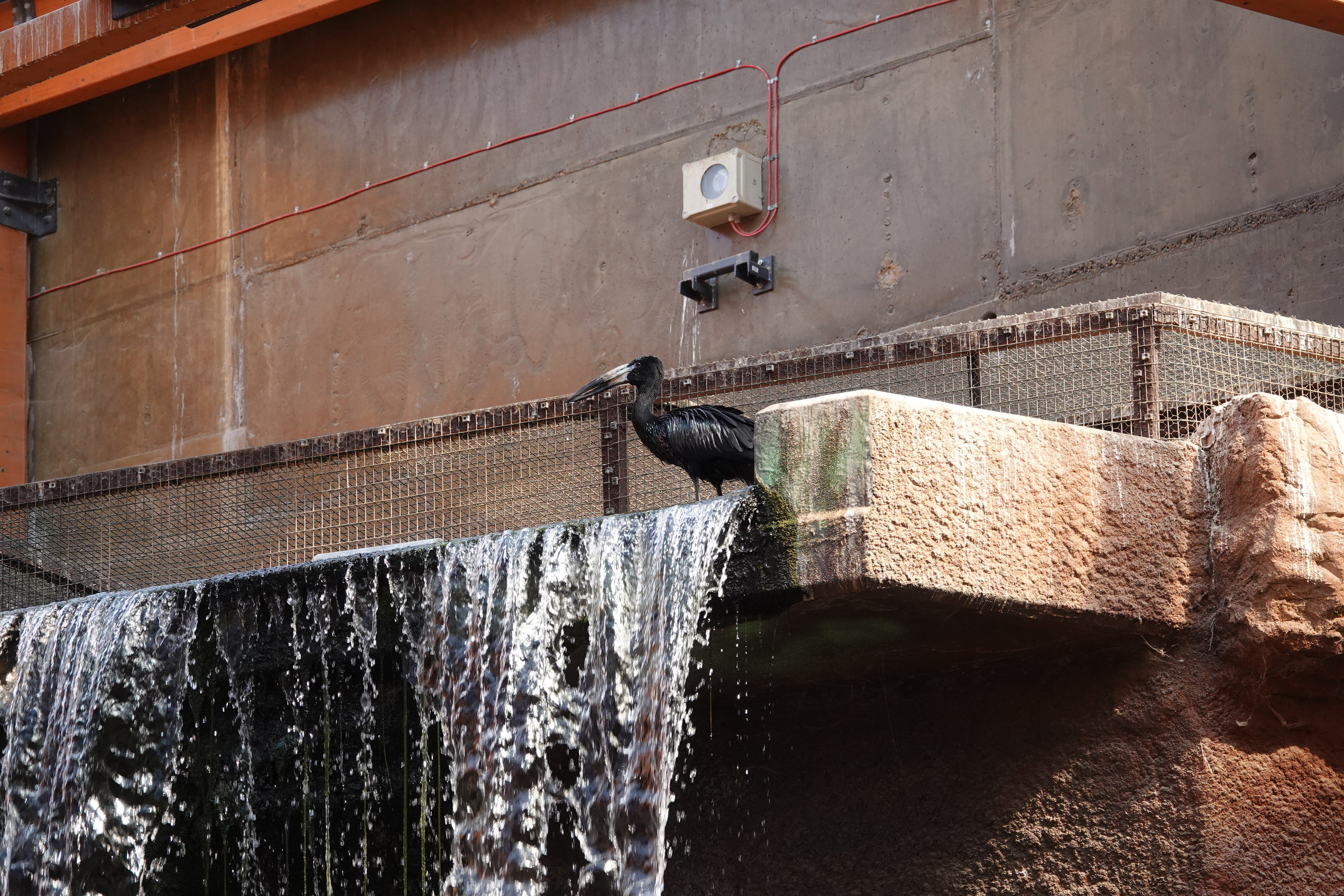 African openbill on top of the waterfall