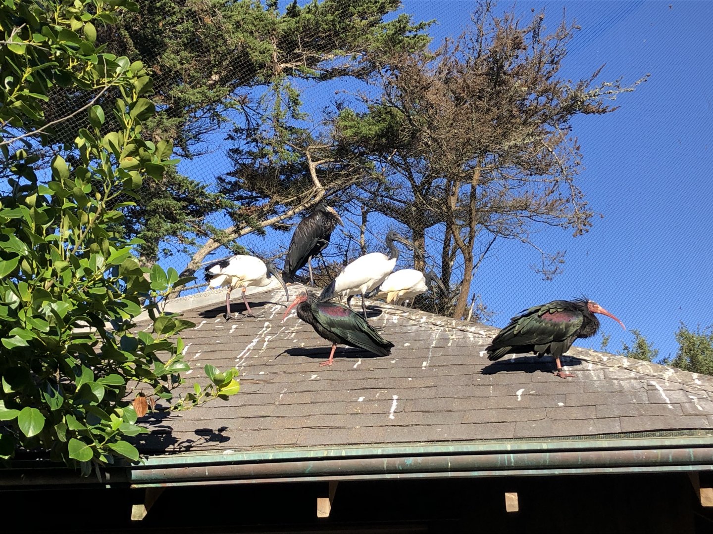African openbill/Sacred ibis/Waldrapp ibis