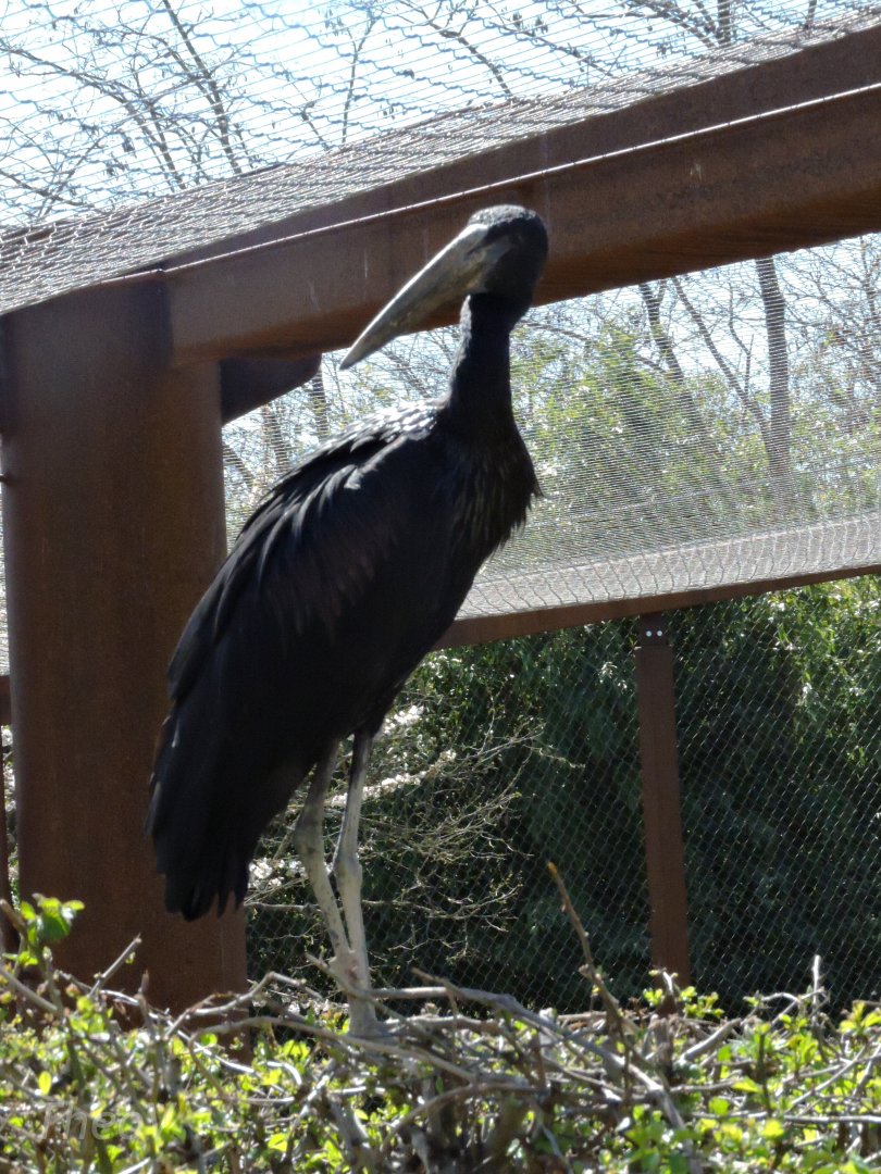 African openbill - Sanctuaire des okapis [2015]