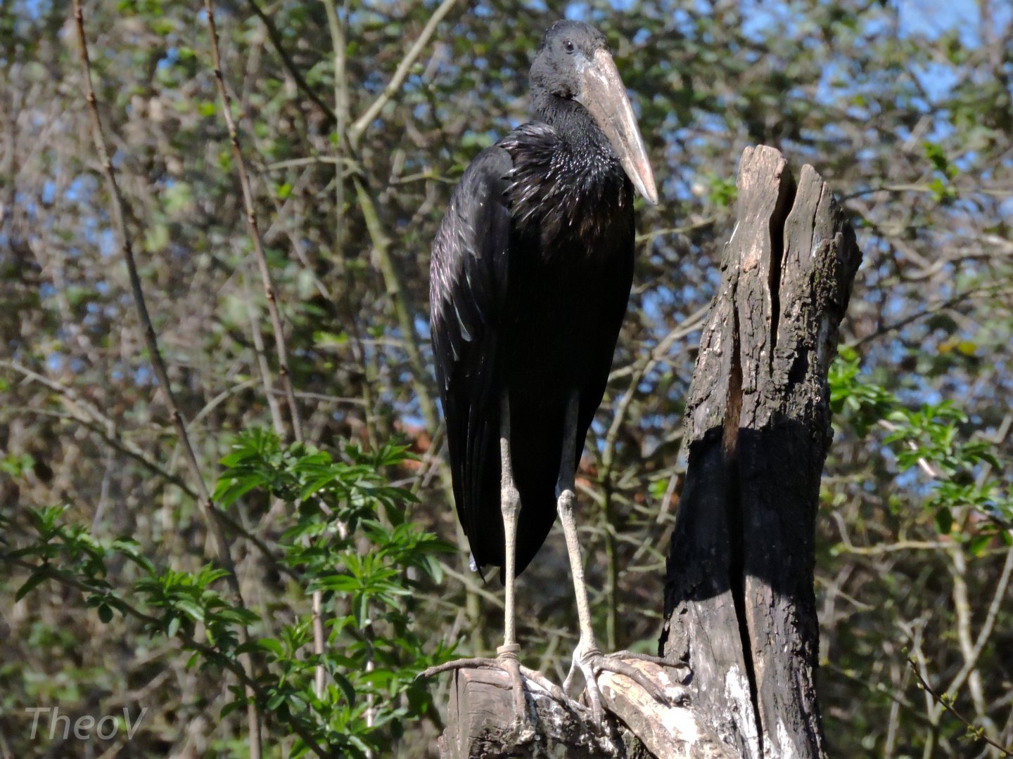 African openbill - Sanctuaire des okapis [2015]