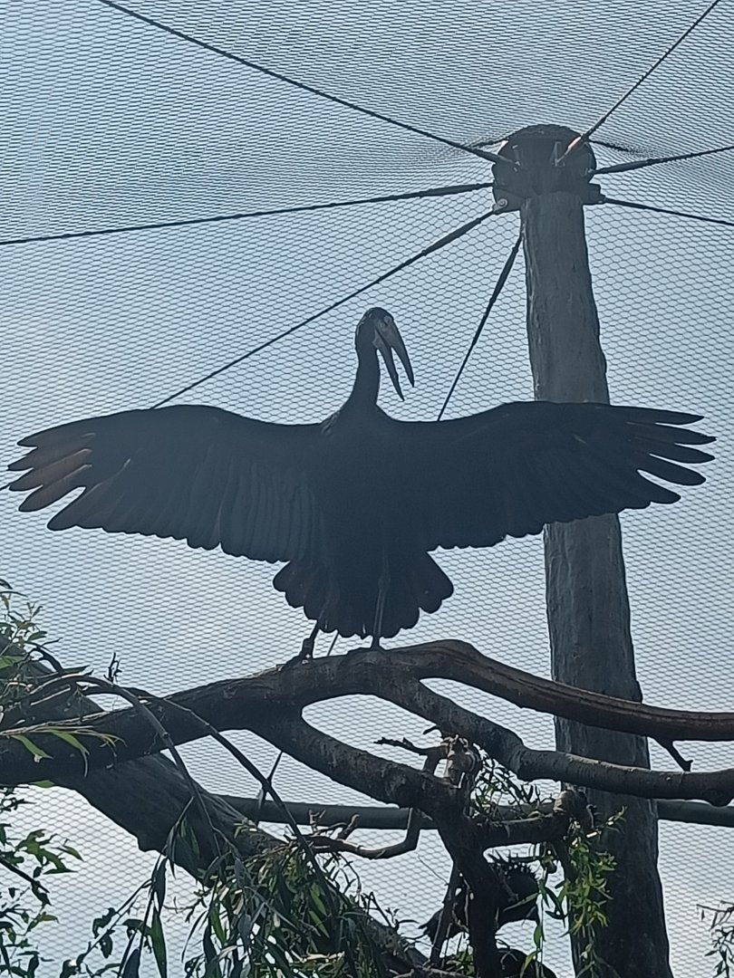 African Openbill silhouette - Bird Wetlands