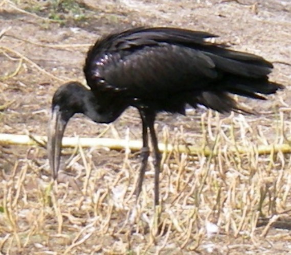 African Openbill Stork (Anastomus lamelligerus)