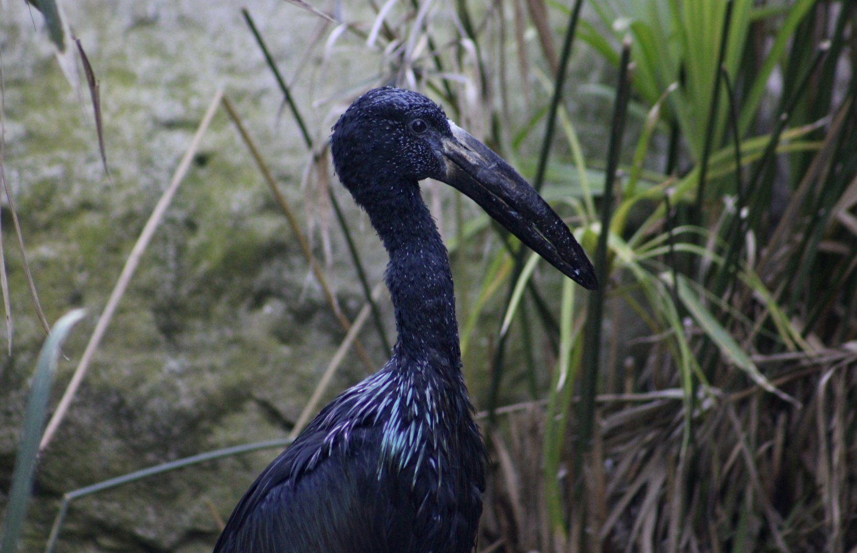 African Openbill Stork (Anastomus lamelligerus)