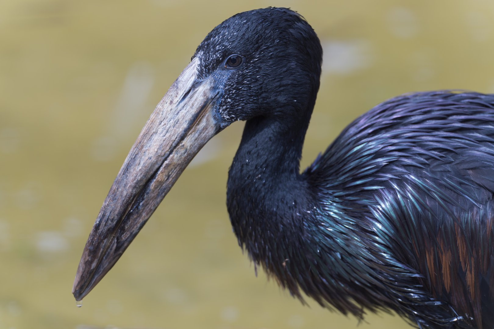 African Openbill Stork, CWP, UK