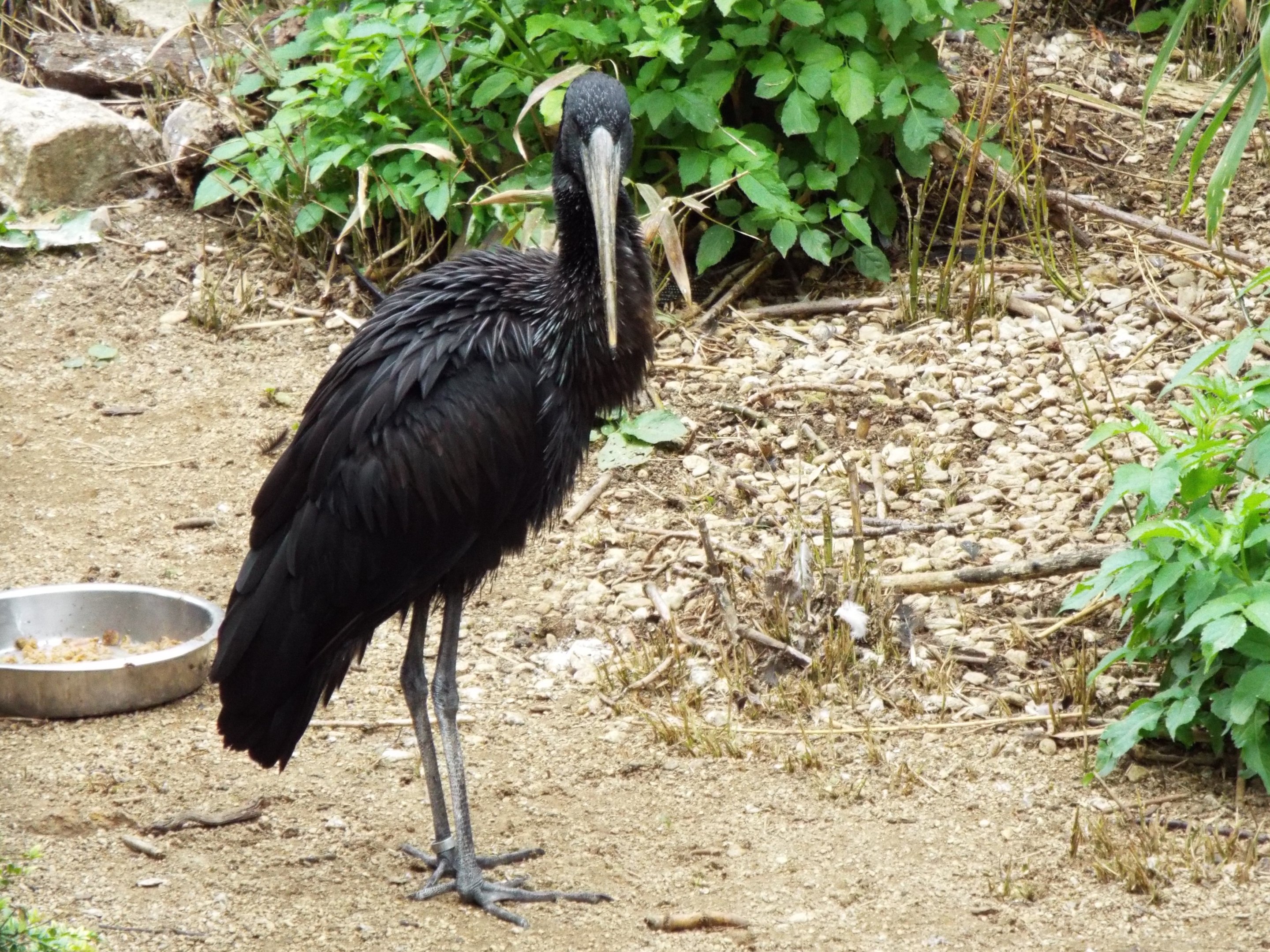 African Openbill Stork, CWP