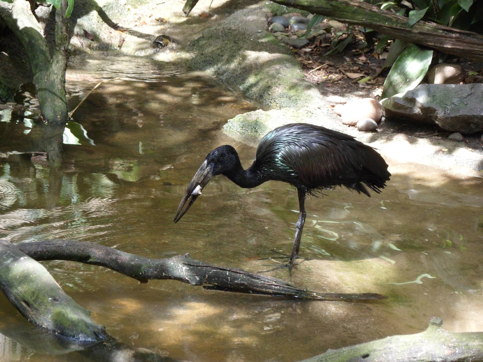 African Openbill Stork