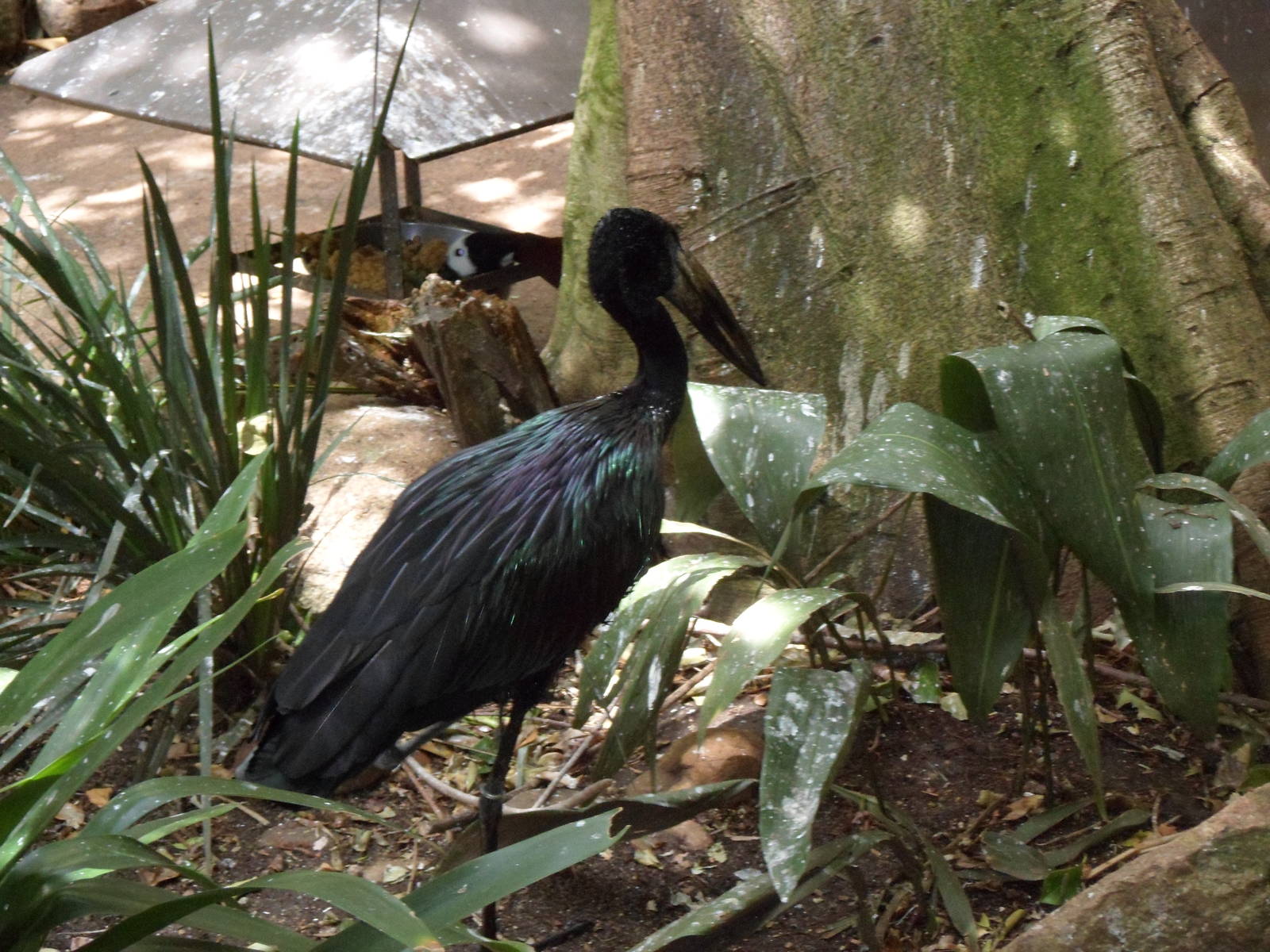 African Openbill Stork